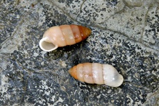 Zootecus insularis