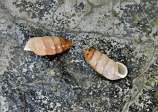 Zootecus insularis