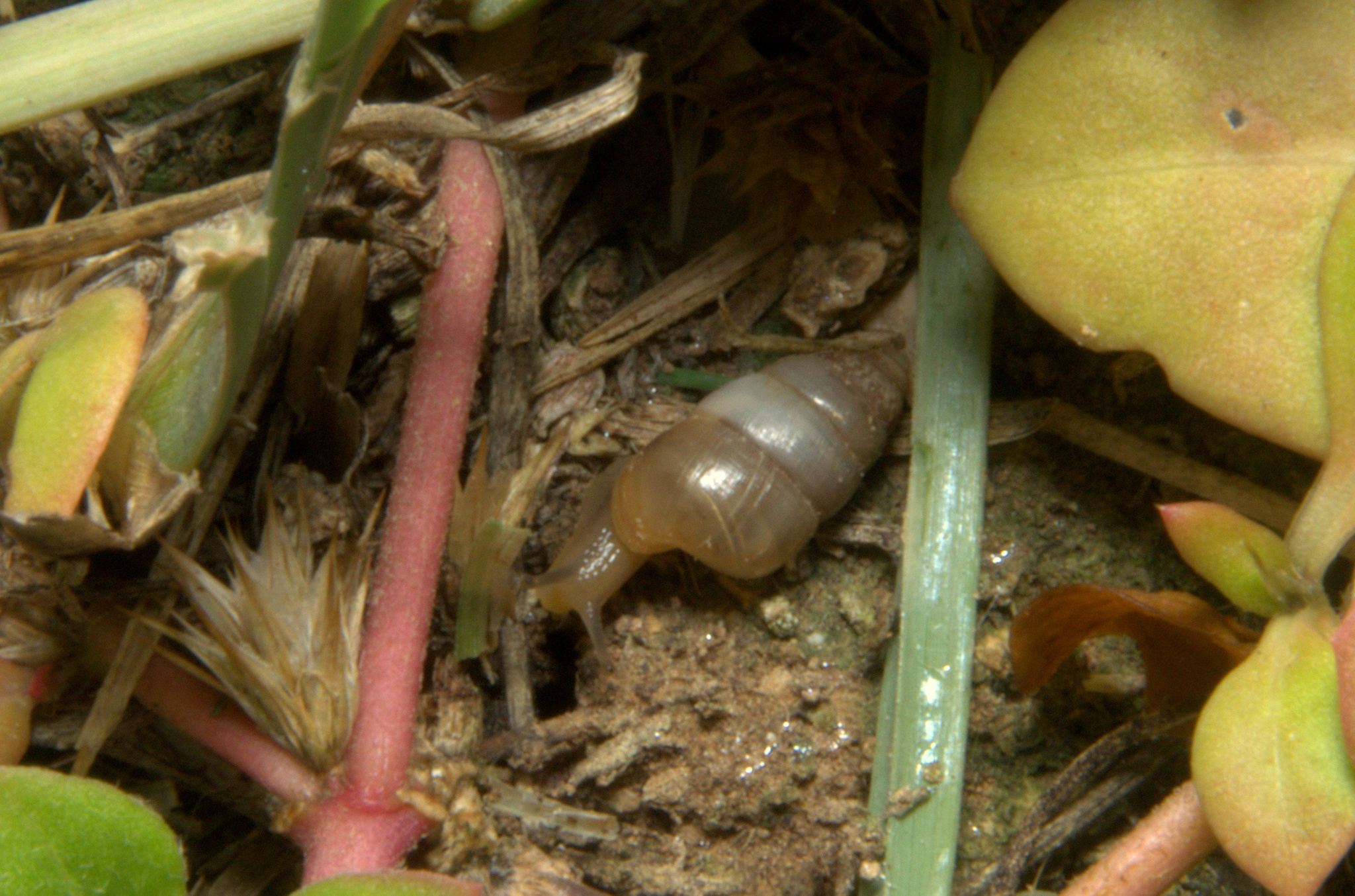 Zootecus insularis