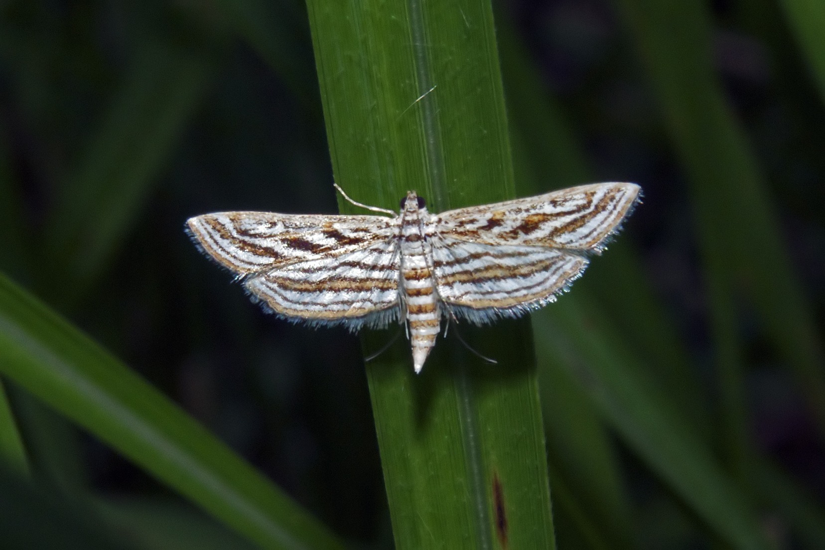Parapoynx fluctuosalis
