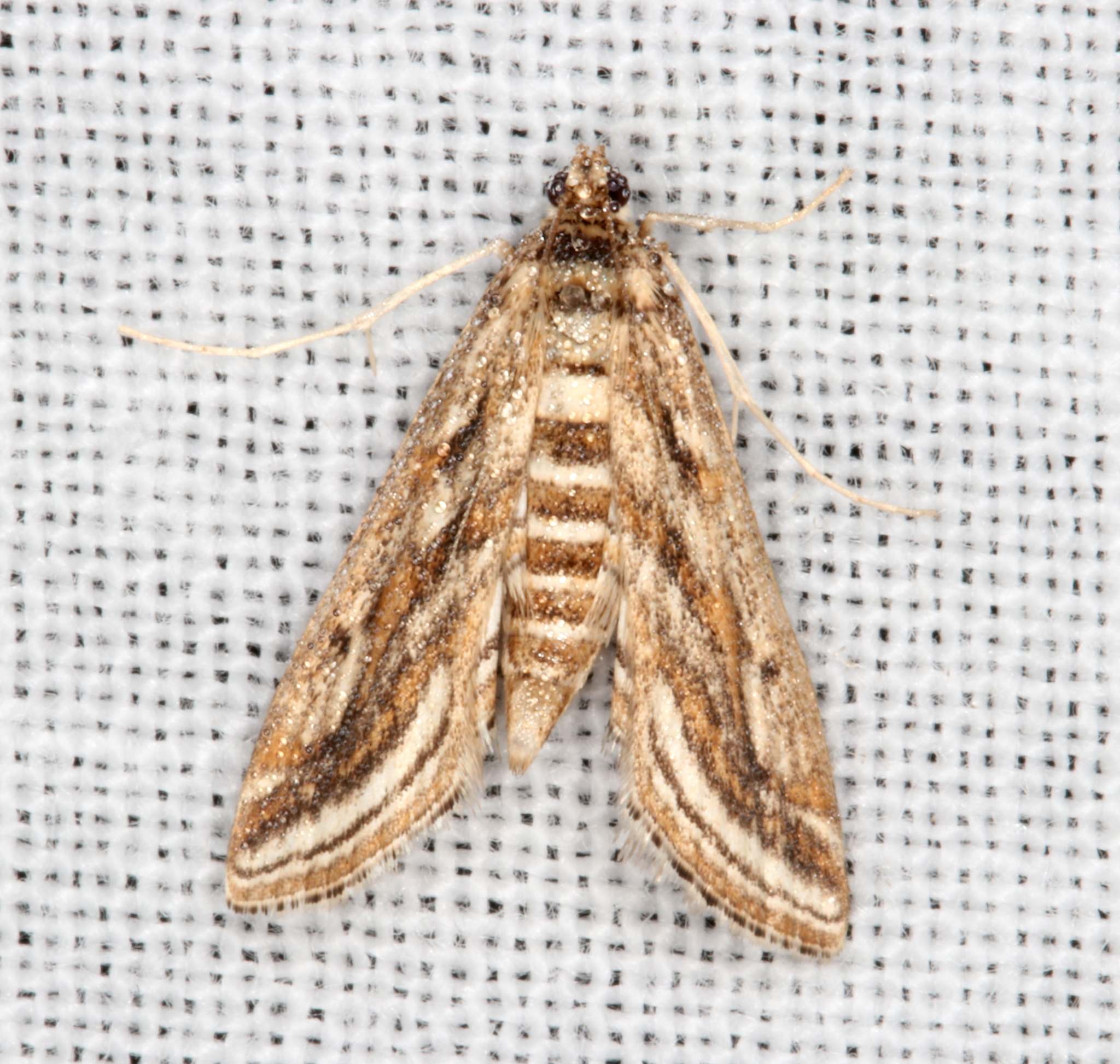 Parapoynx fluctuosalis