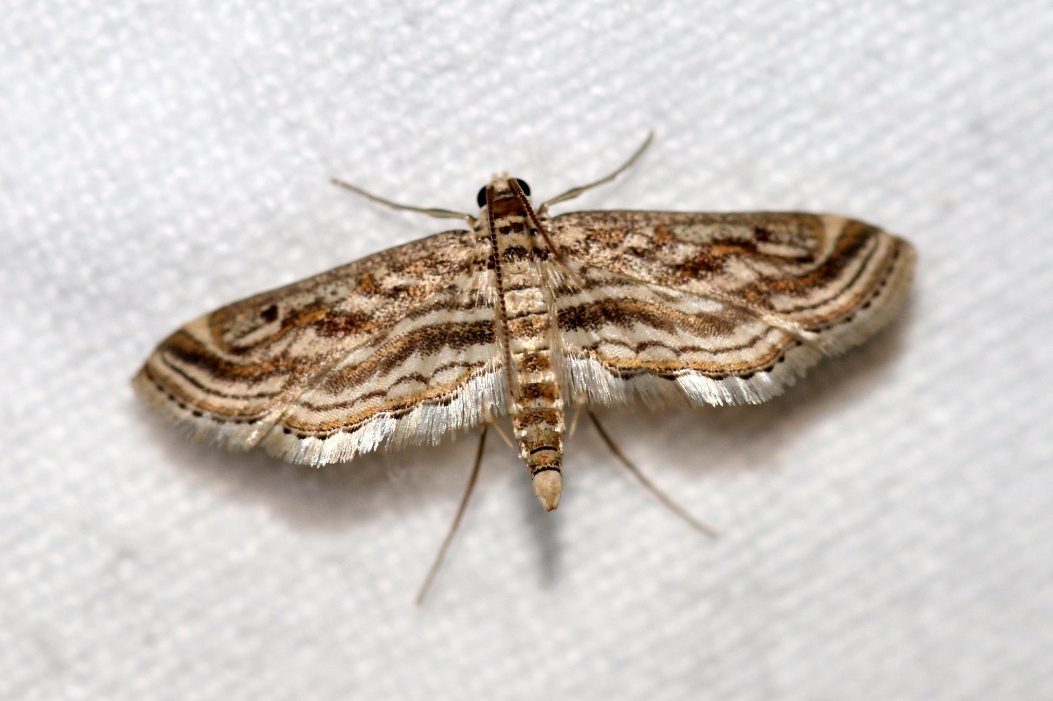 Parapoynx fluctuosalis
