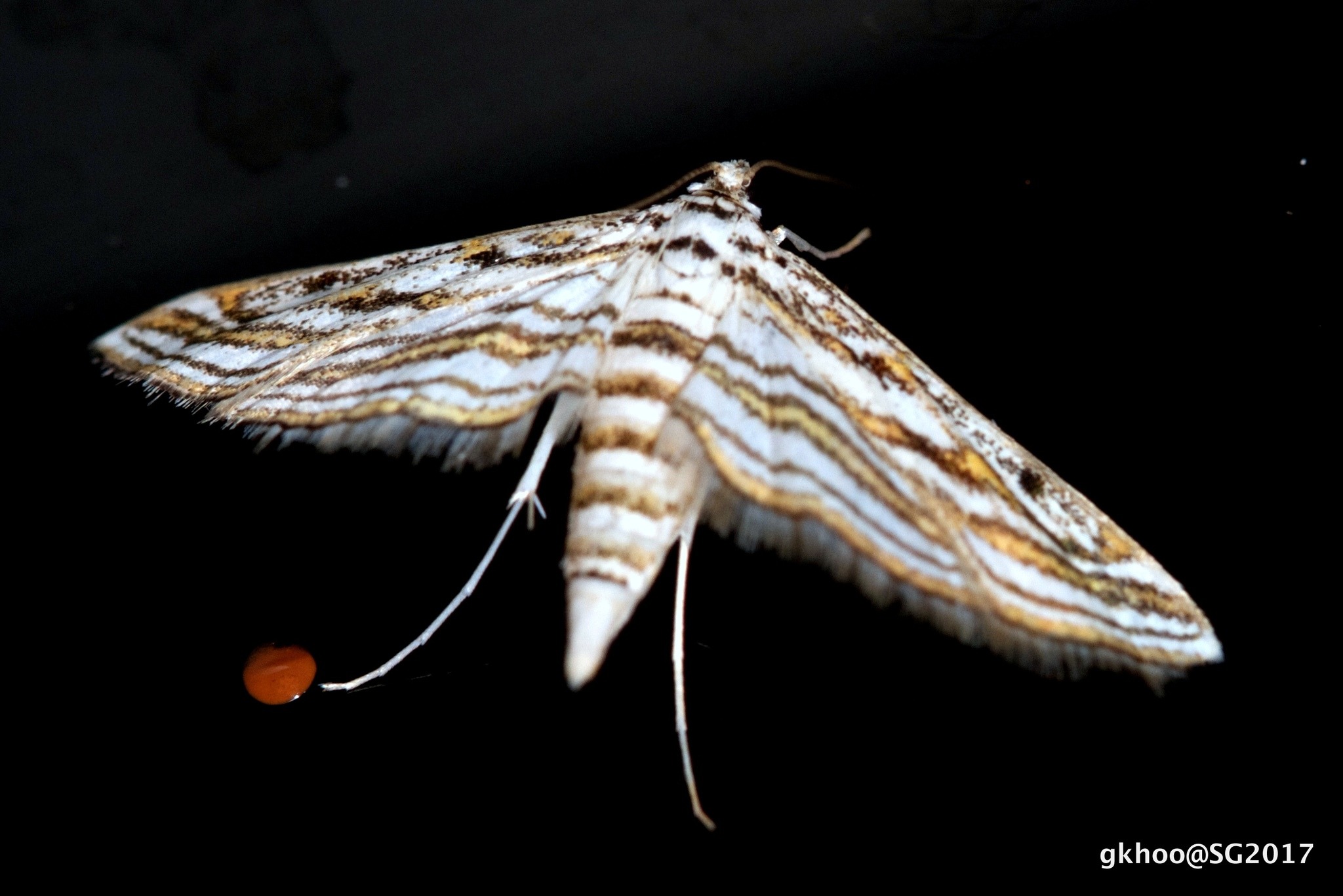 Parapoynx fluctuosalis