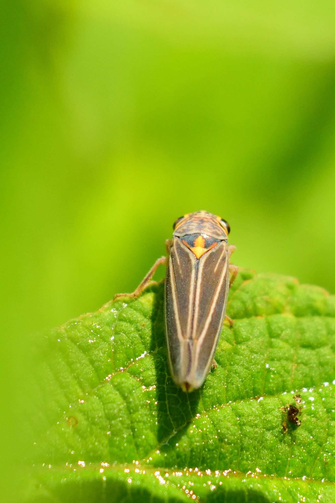 Graphocephala nigrifascia