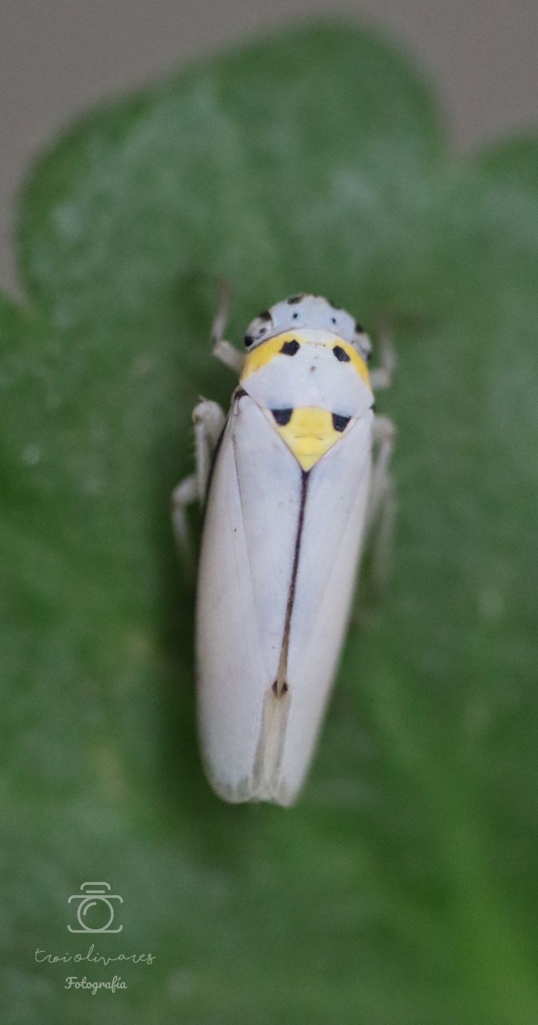 Graphocephala nigrifascia
