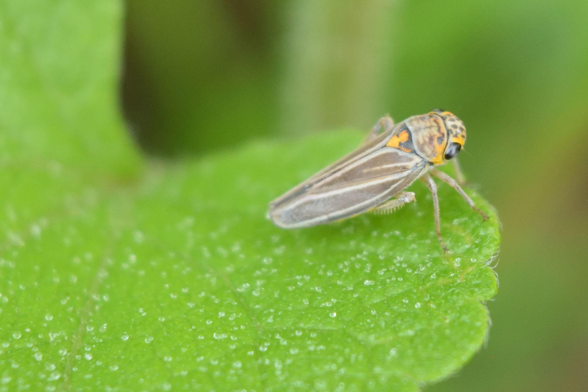 Graphocephala nigrifascia