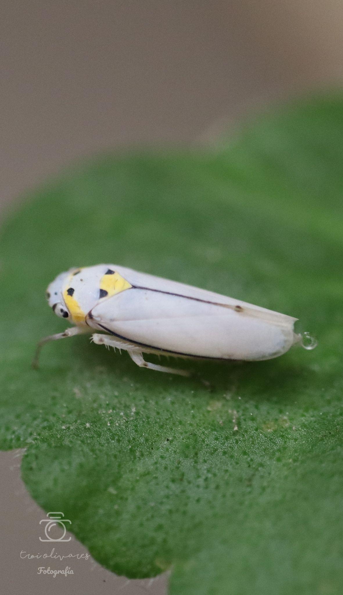 Graphocephala nigrifascia