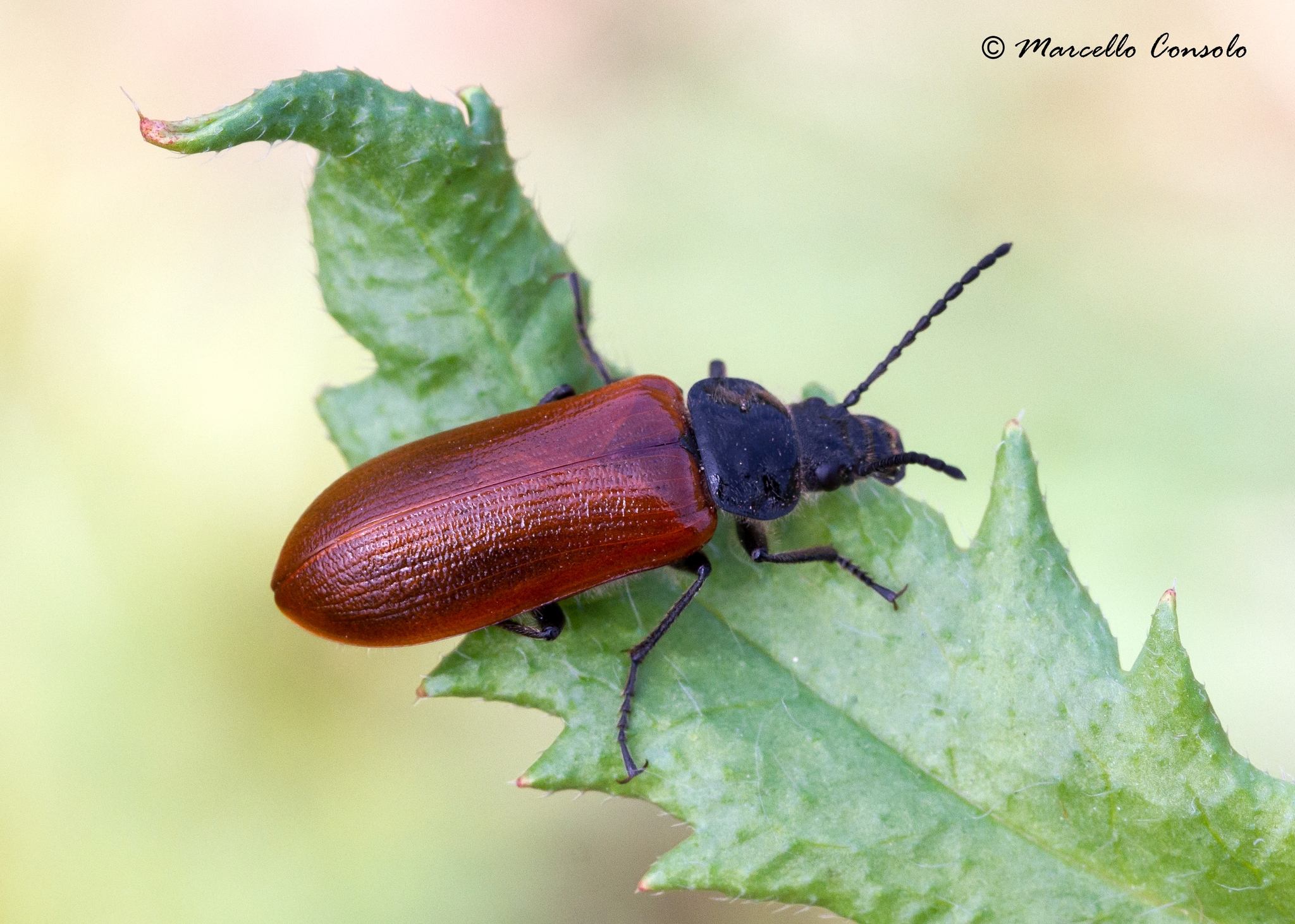 Omophlus