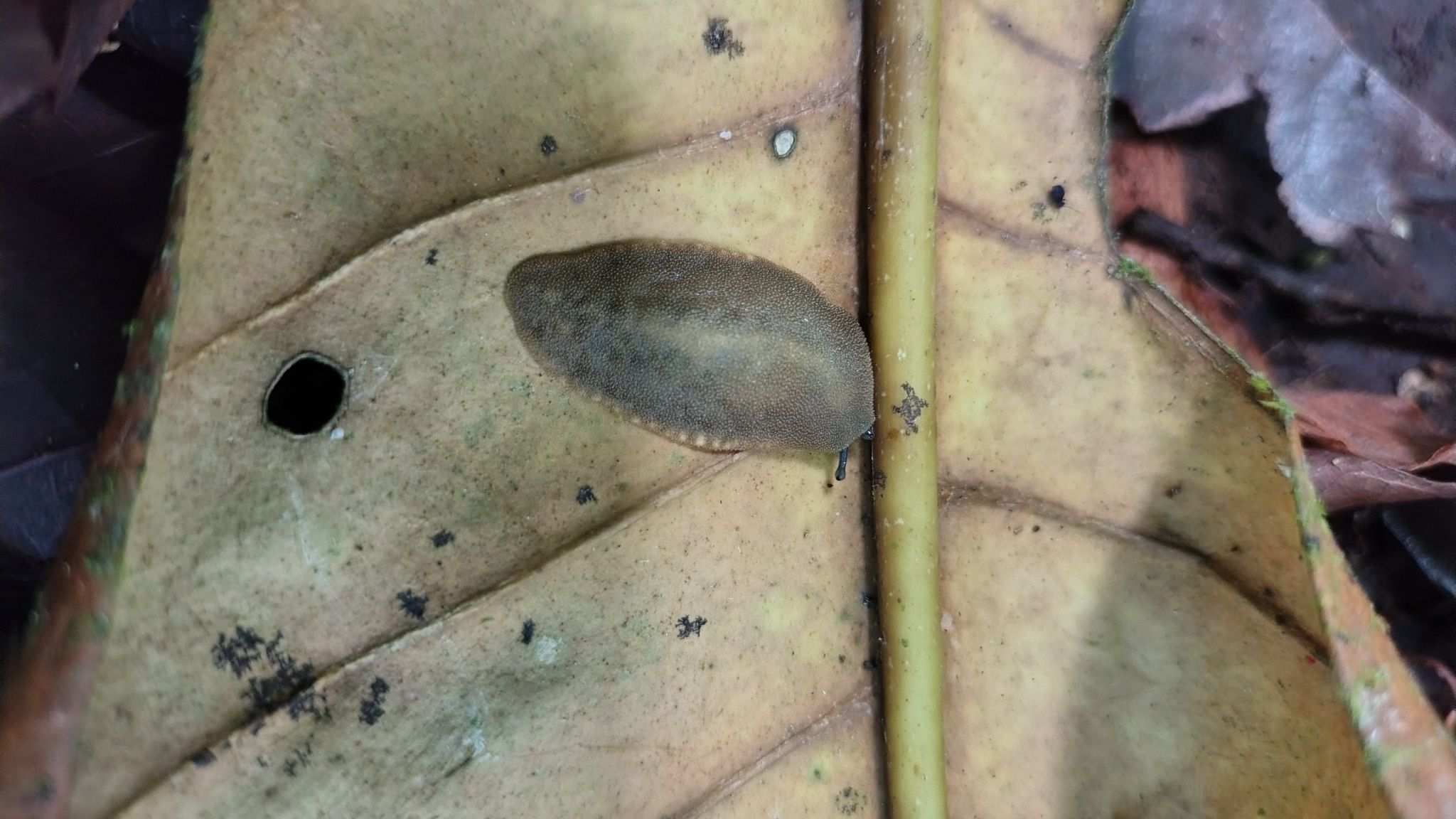 Pseudoveronicella liberiana