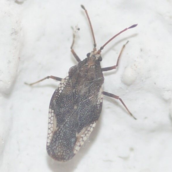 Physatocheila costata