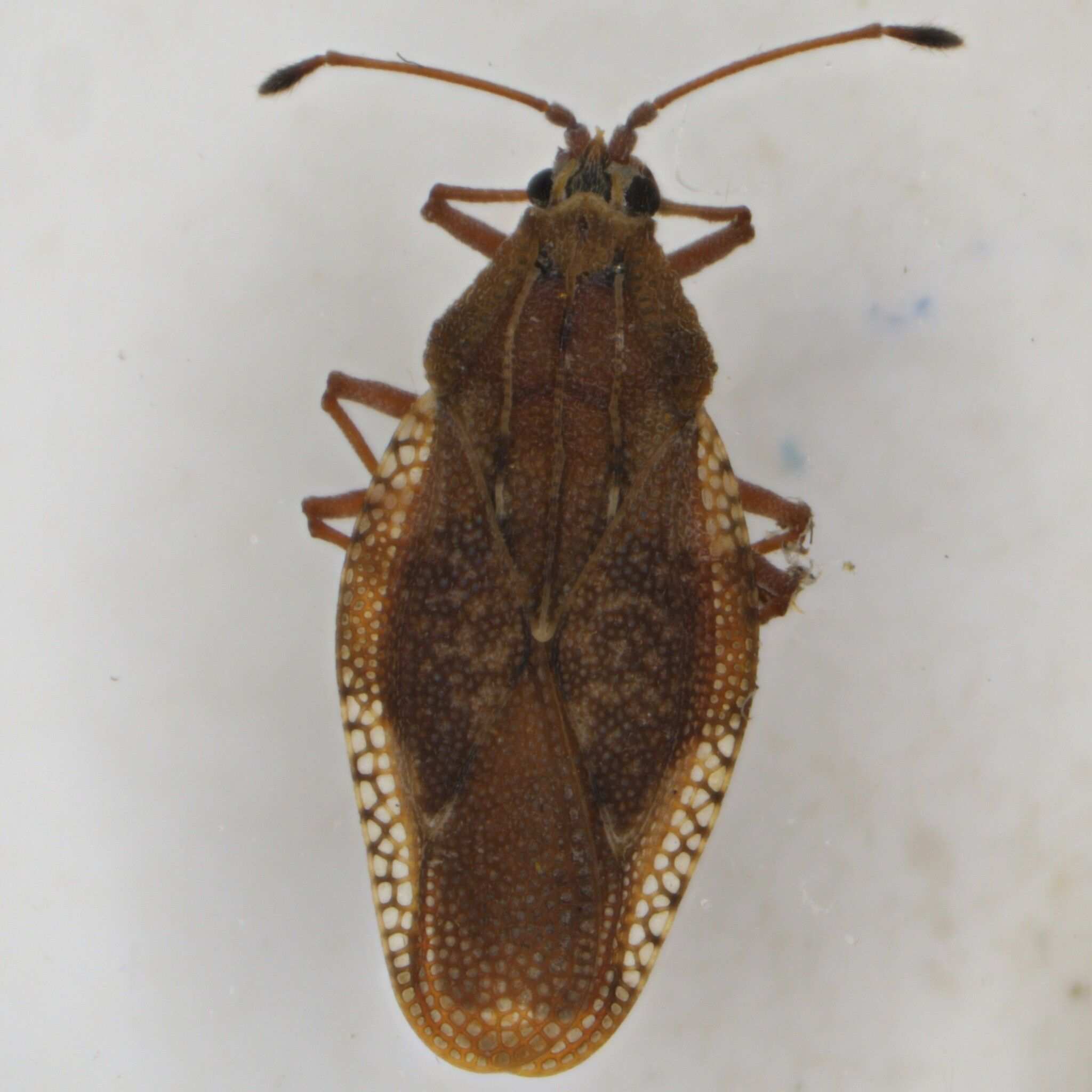Physatocheila costata