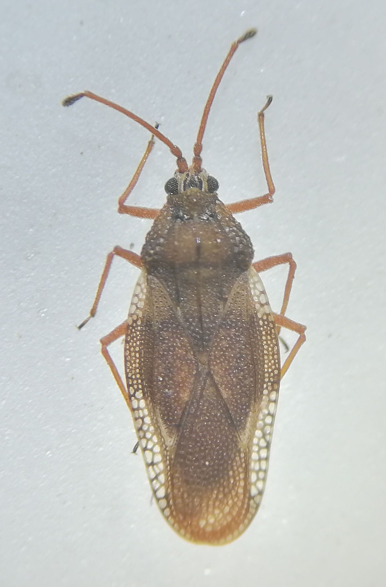 Physatocheila costata