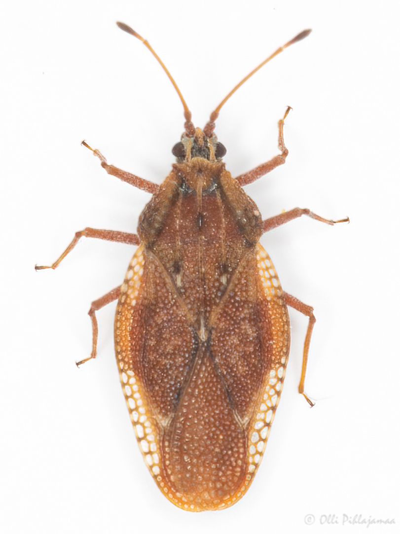 Physatocheila costata