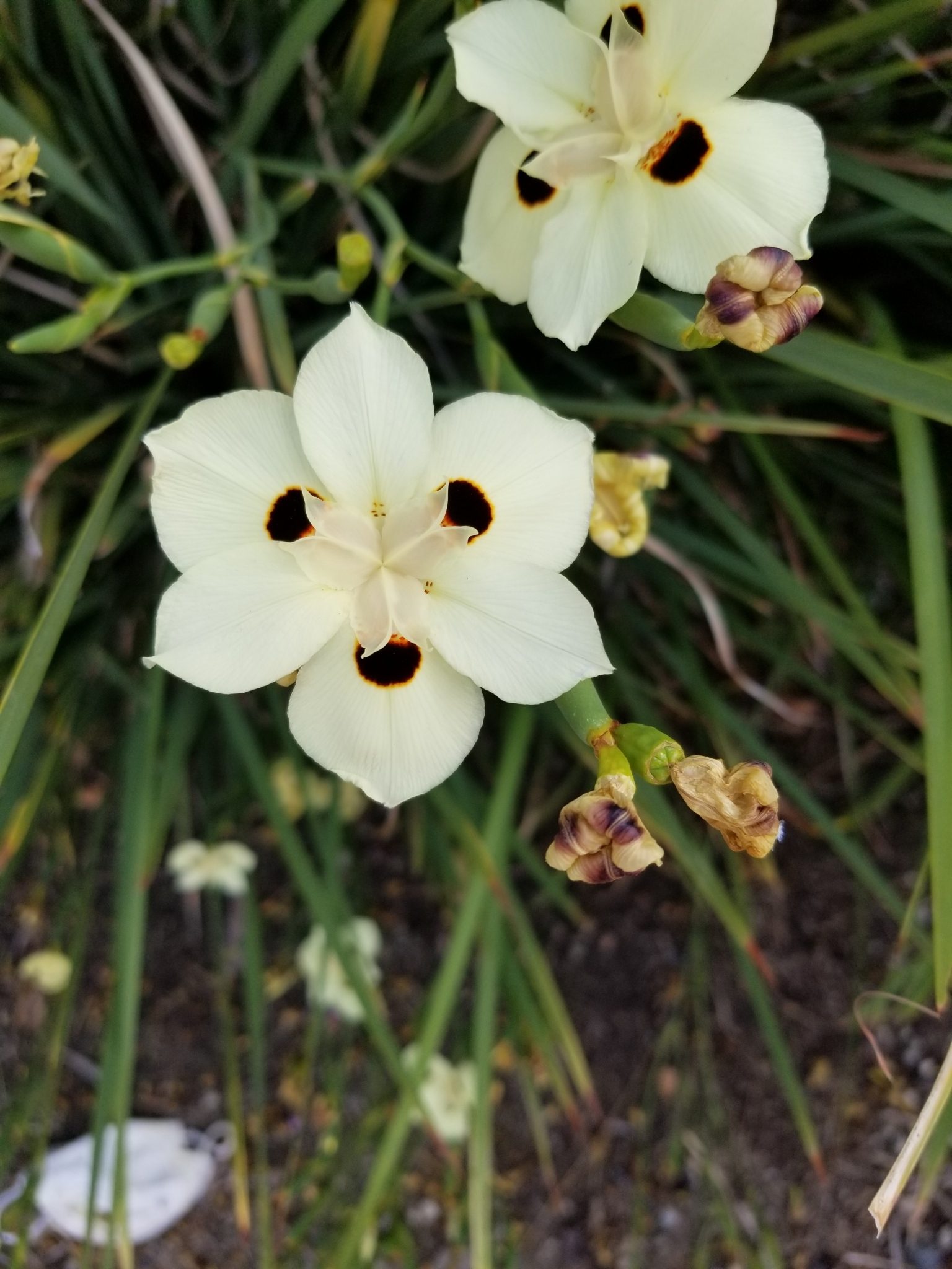 Dietes bicolor
