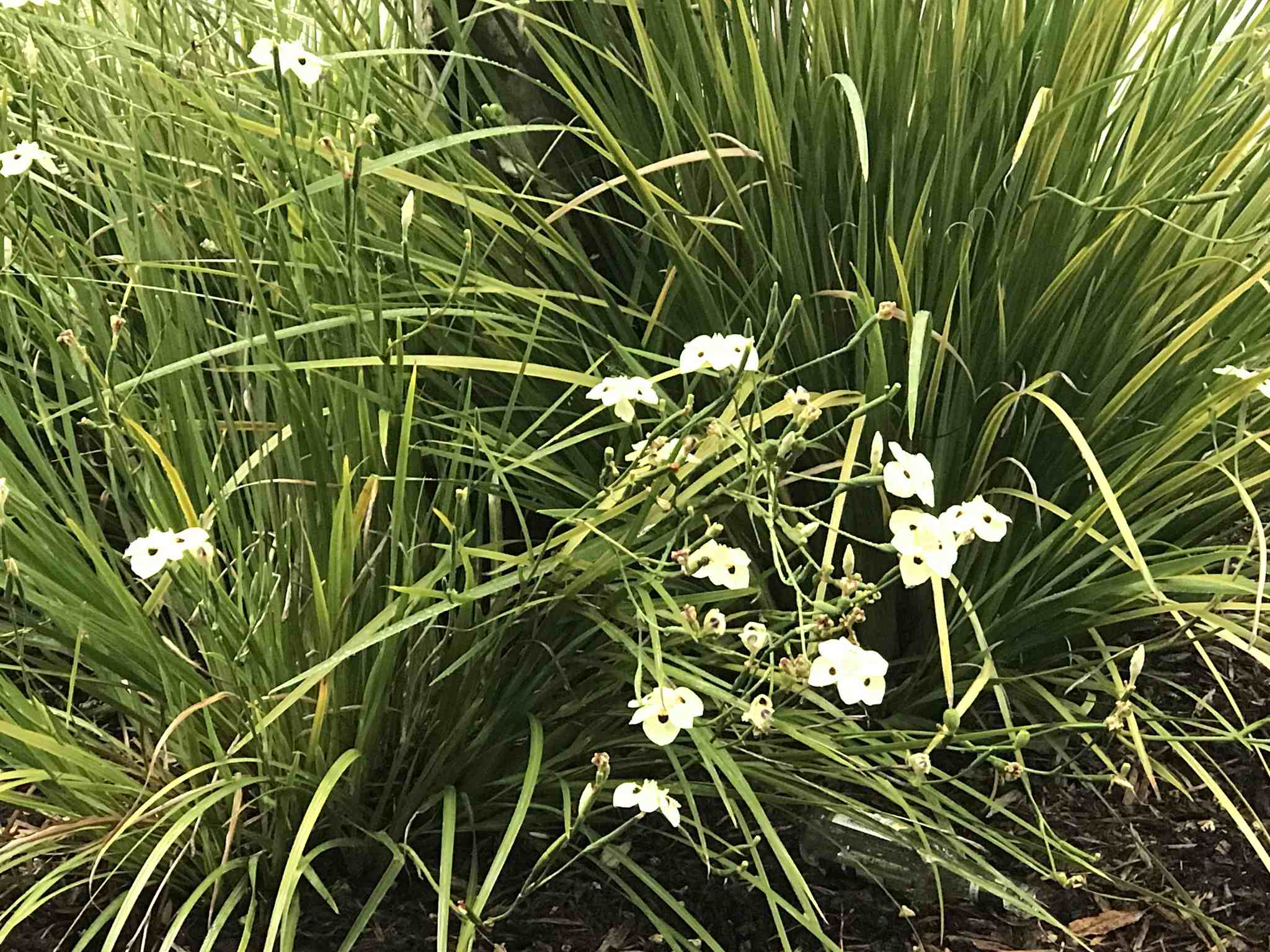 Dietes bicolor