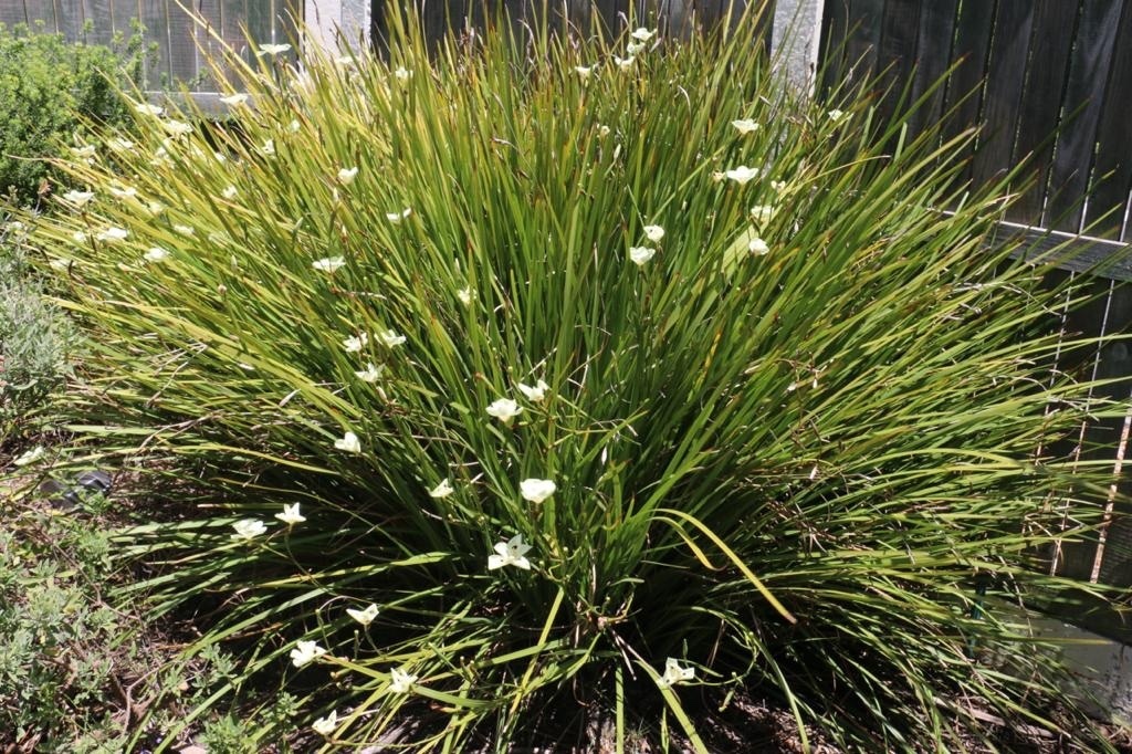 Dietes bicolor