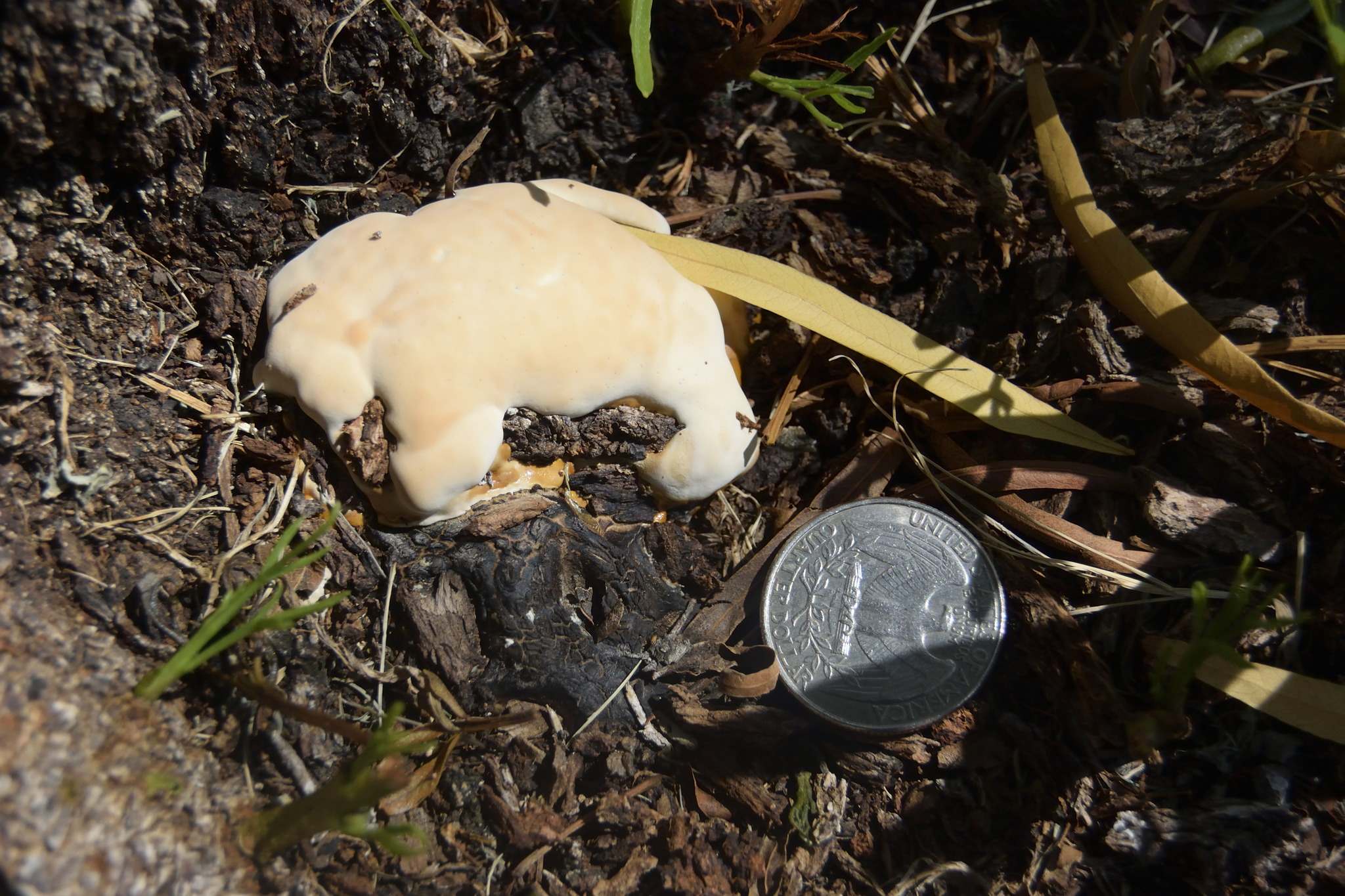 Phymatotrichopsis omnivora
