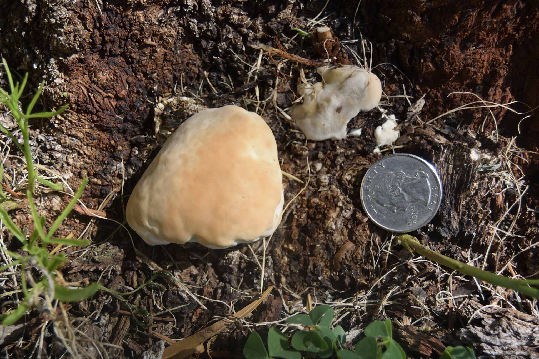 Phymatotrichopsis omnivora