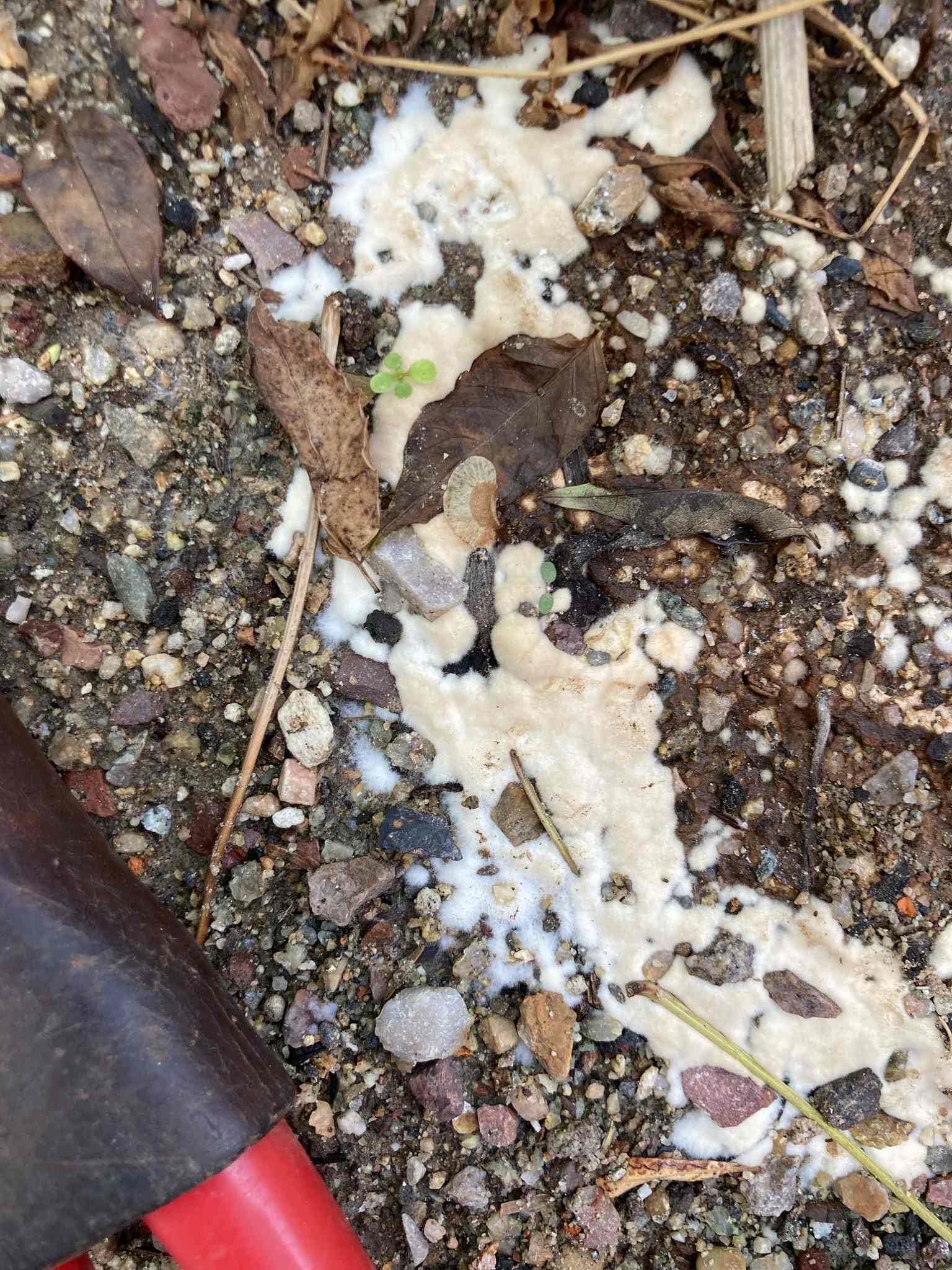 Phymatotrichopsis omnivora