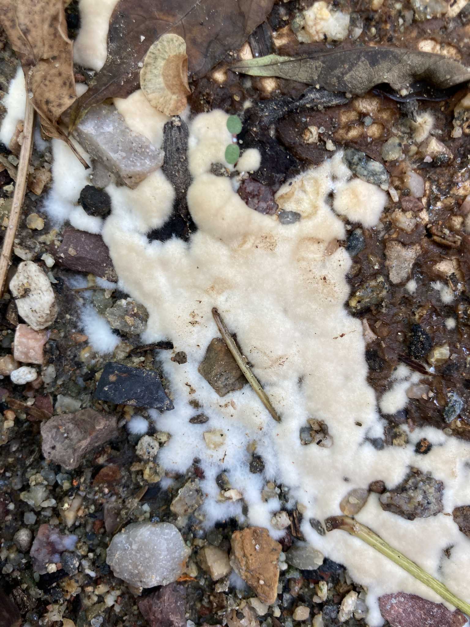 Phymatotrichopsis omnivora