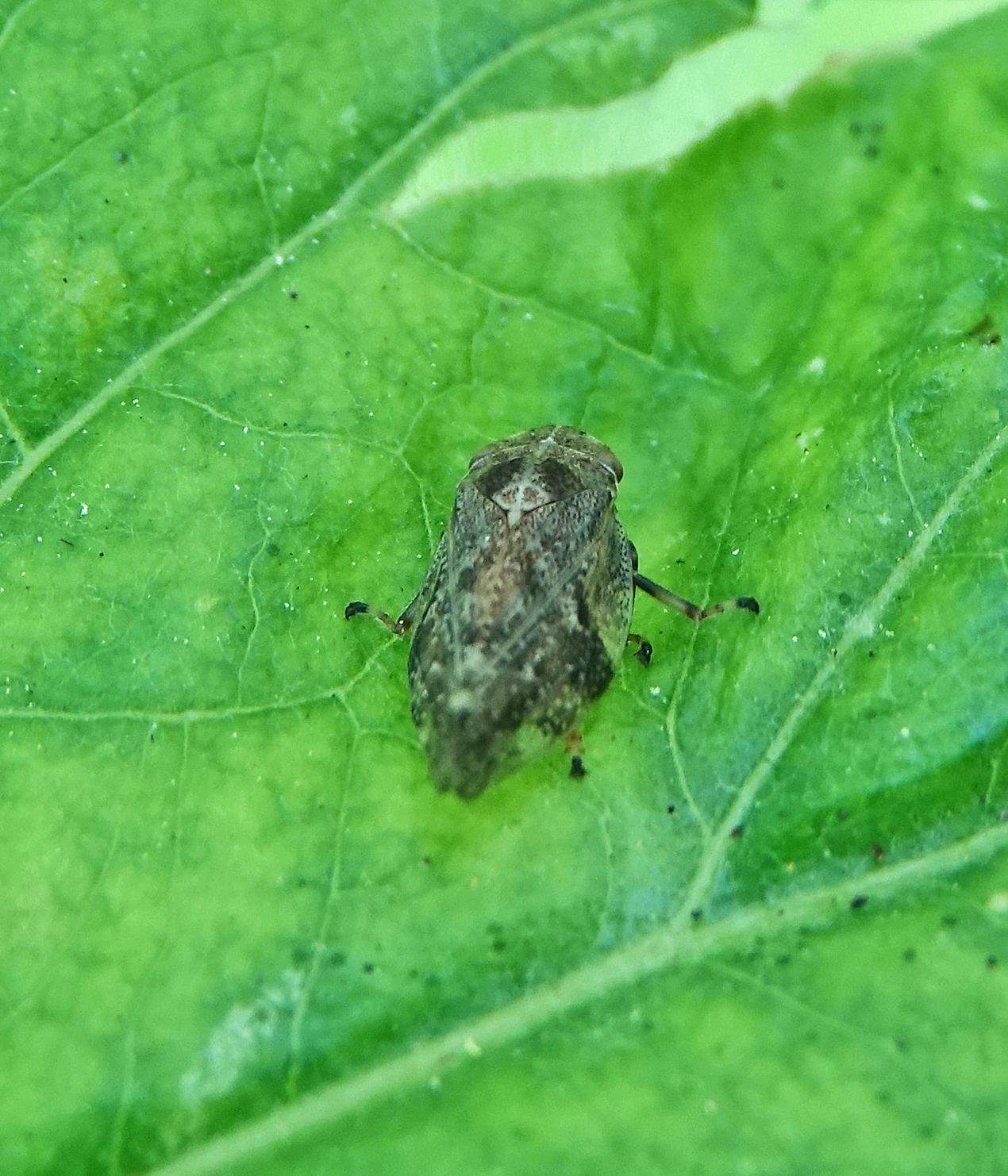 Aphrophora angulata