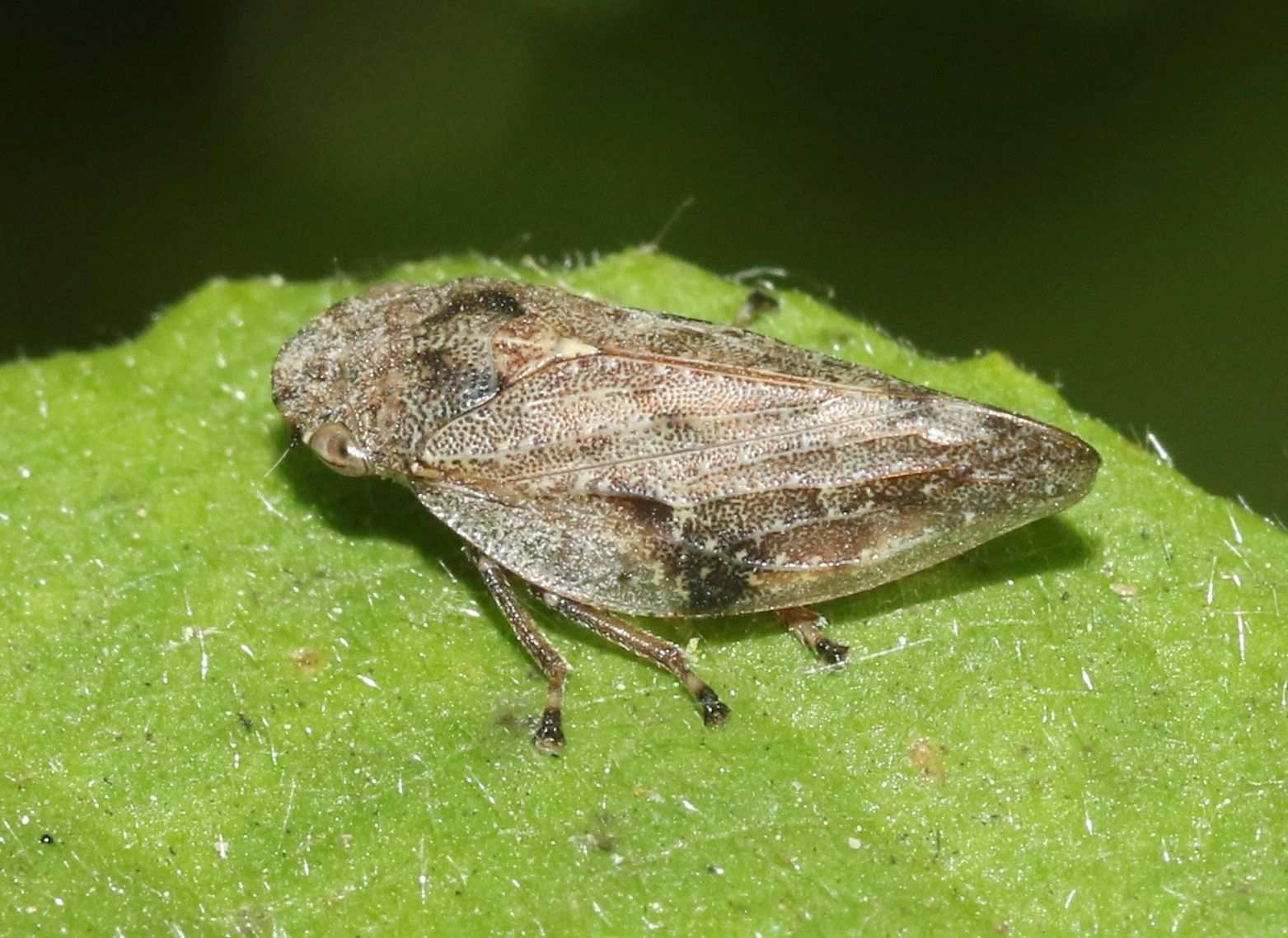 Aphrophora angulata