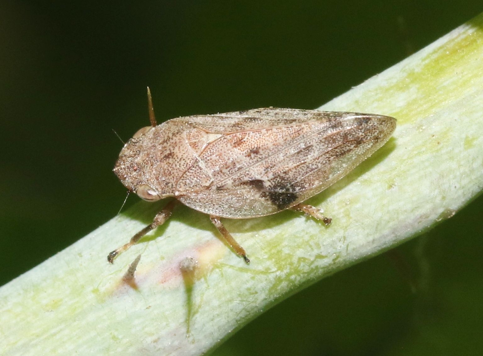 Aphrophora angulata