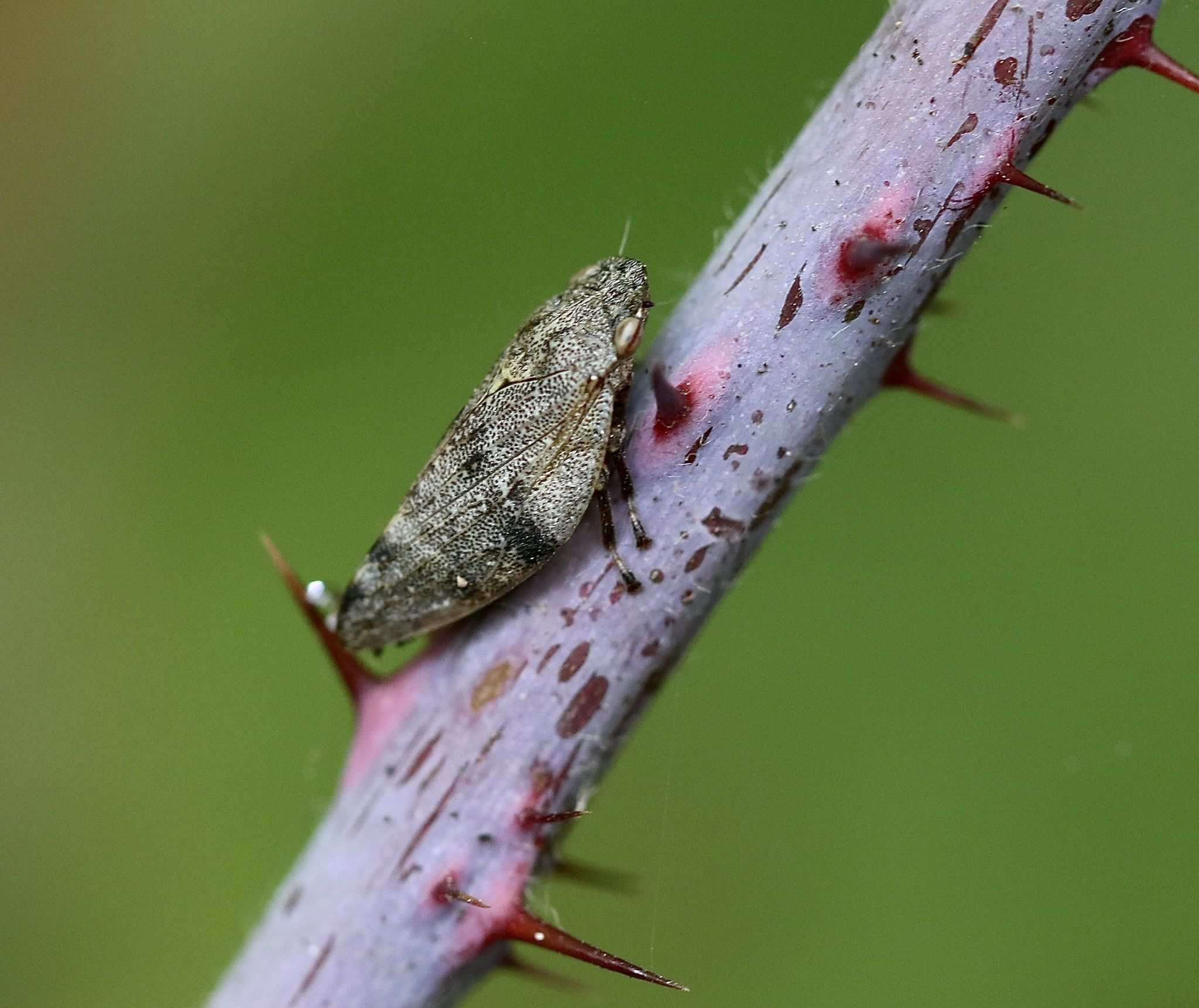 Aphrophora angulata