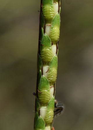 Ischaemum rugosum