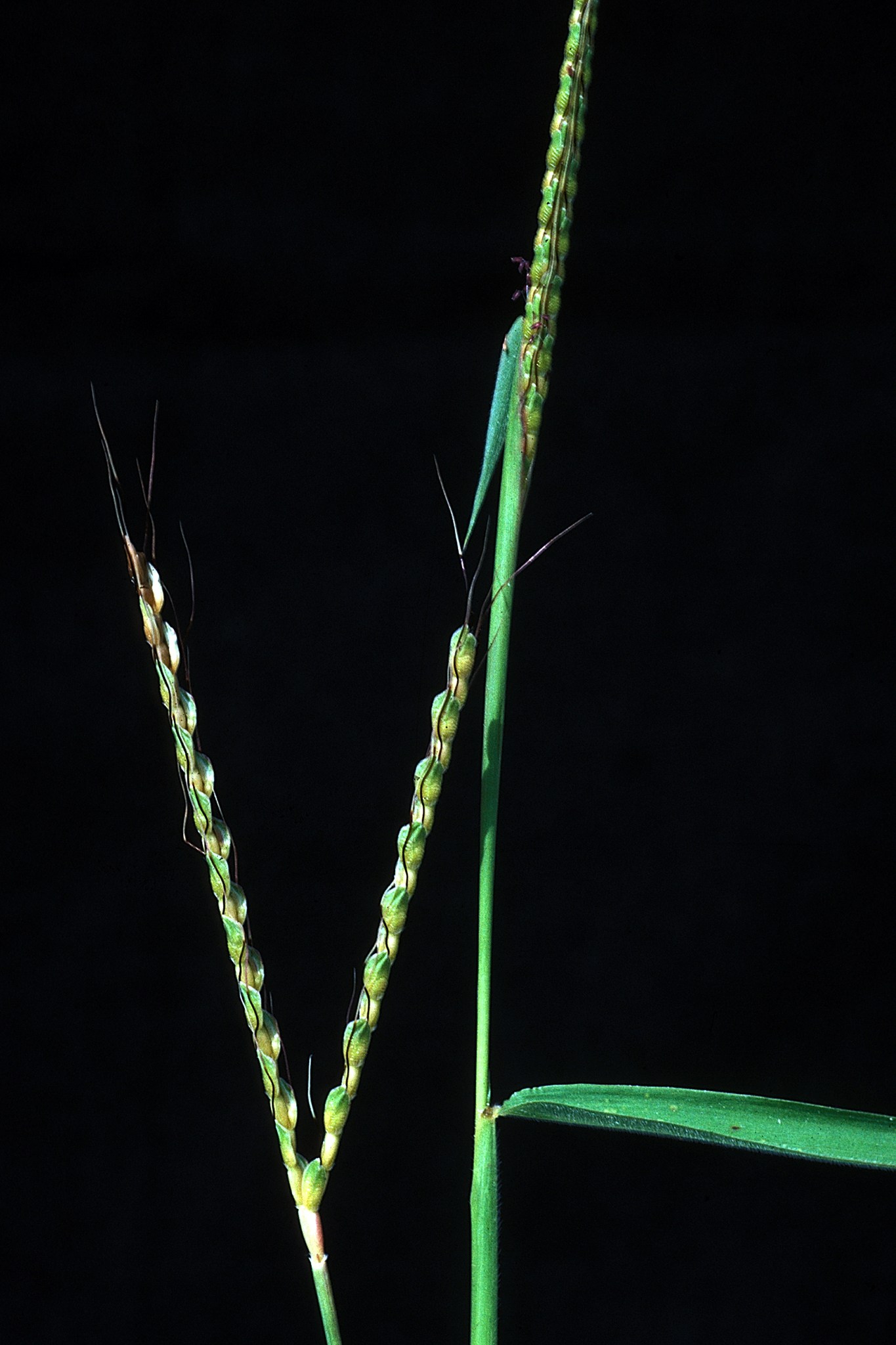 Ischaemum rugosum