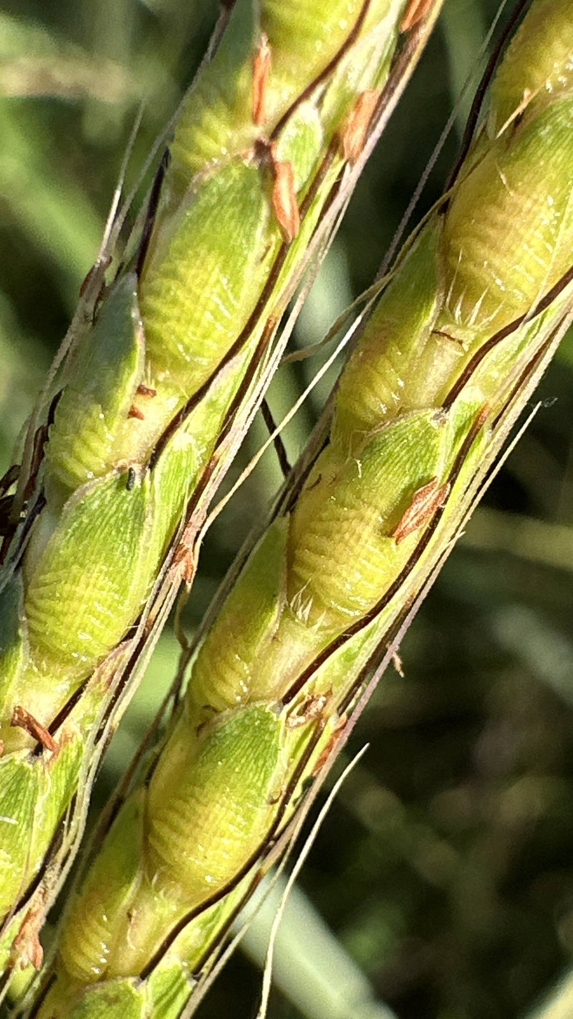 Ischaemum rugosum