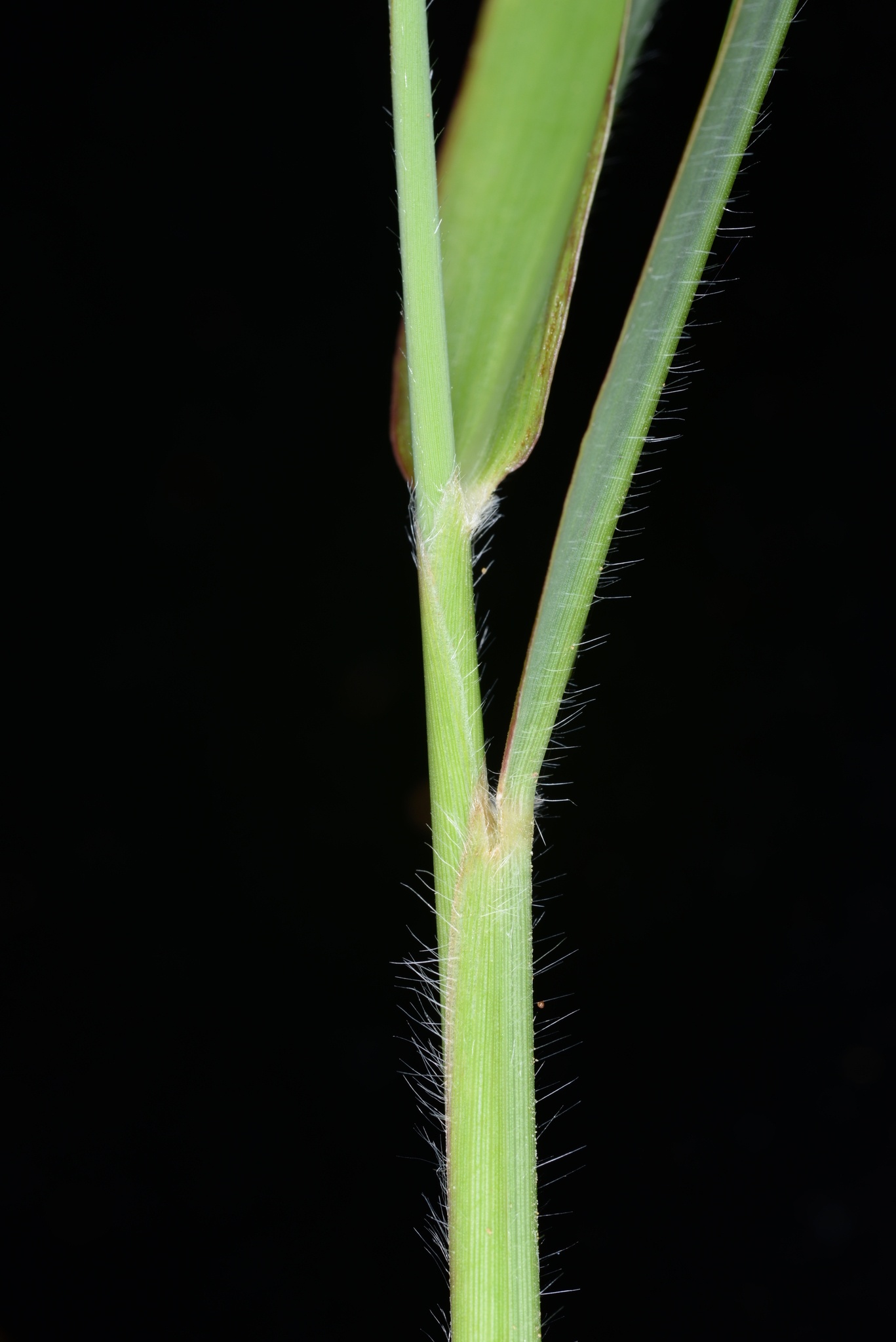 Ischaemum rugosum
