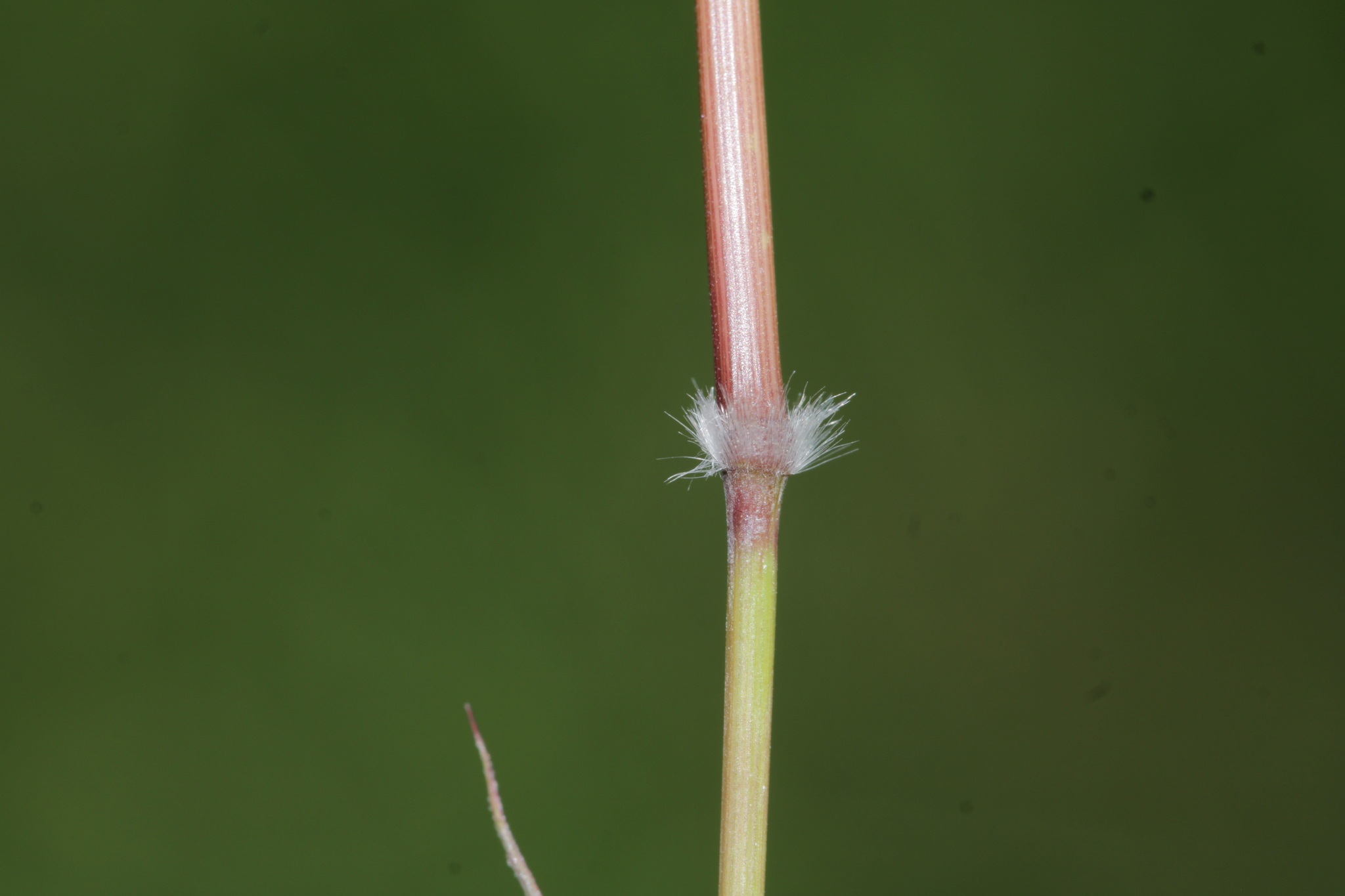Ischaemum rugosum