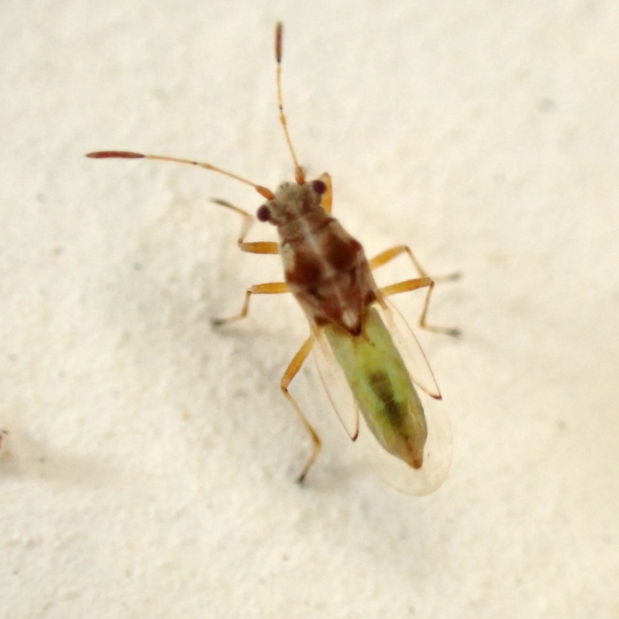 Cymoninus