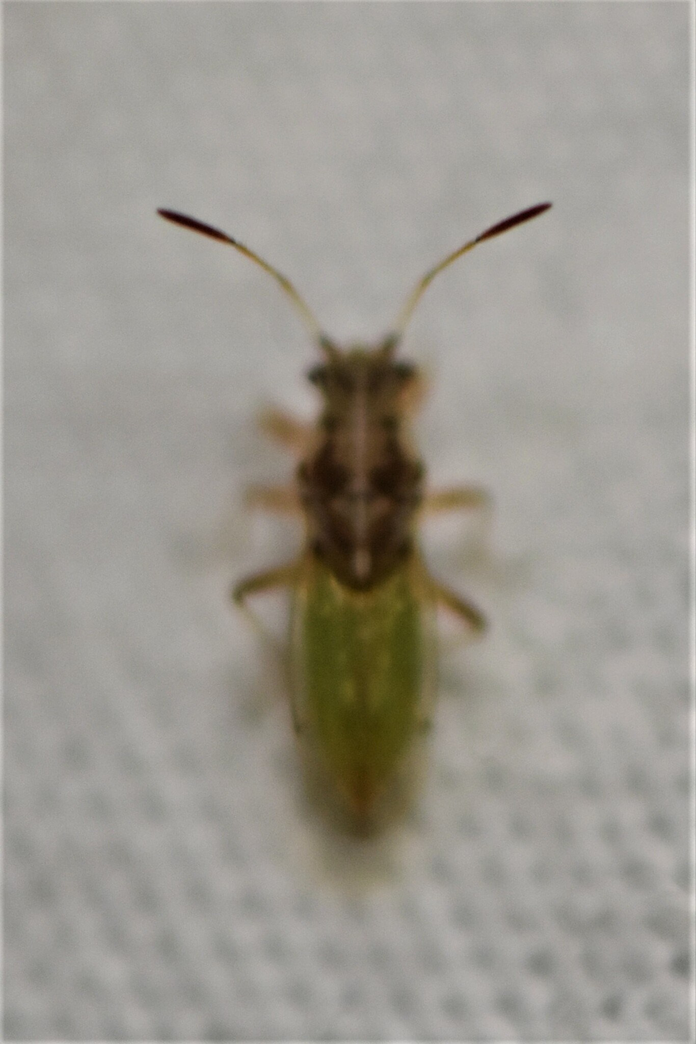 Cymoninus