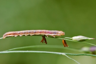 Faronta