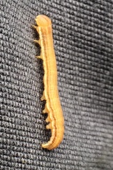 Faronta