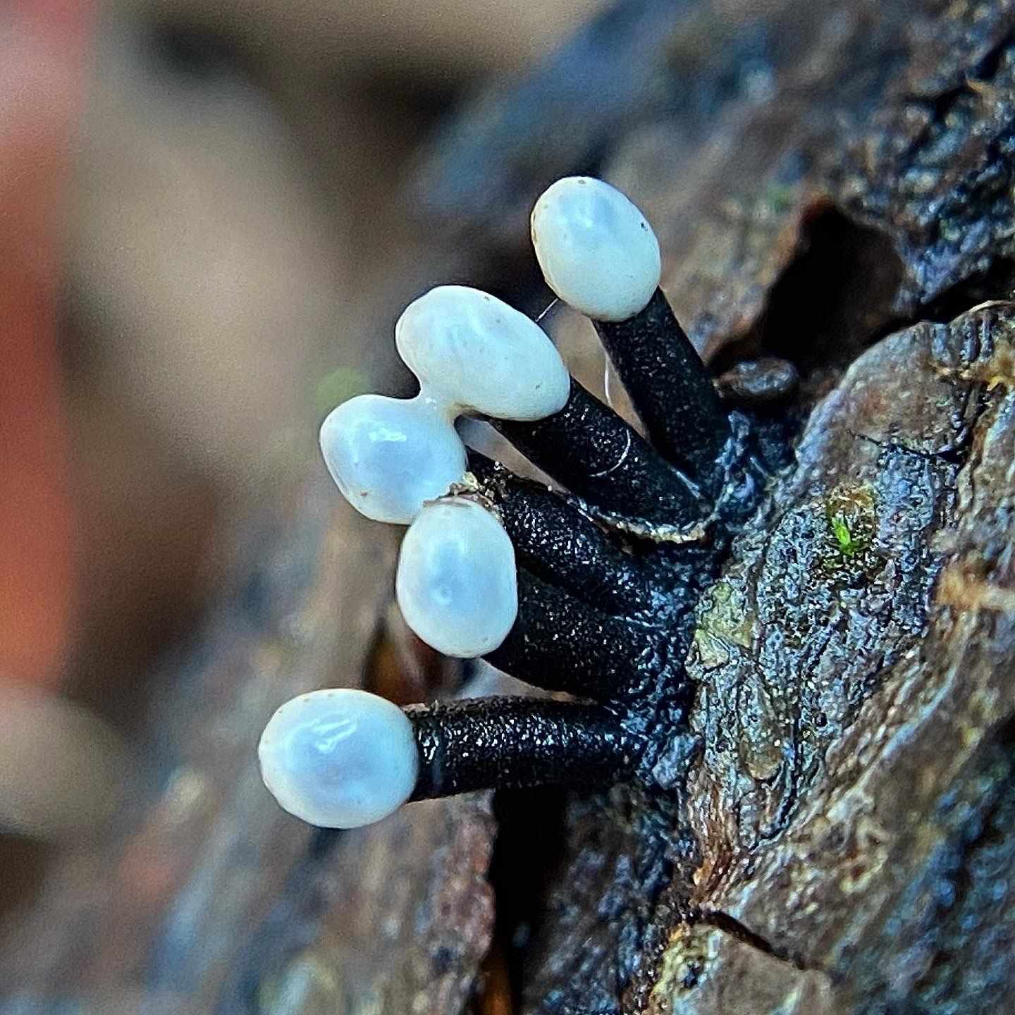 Ophiobolus