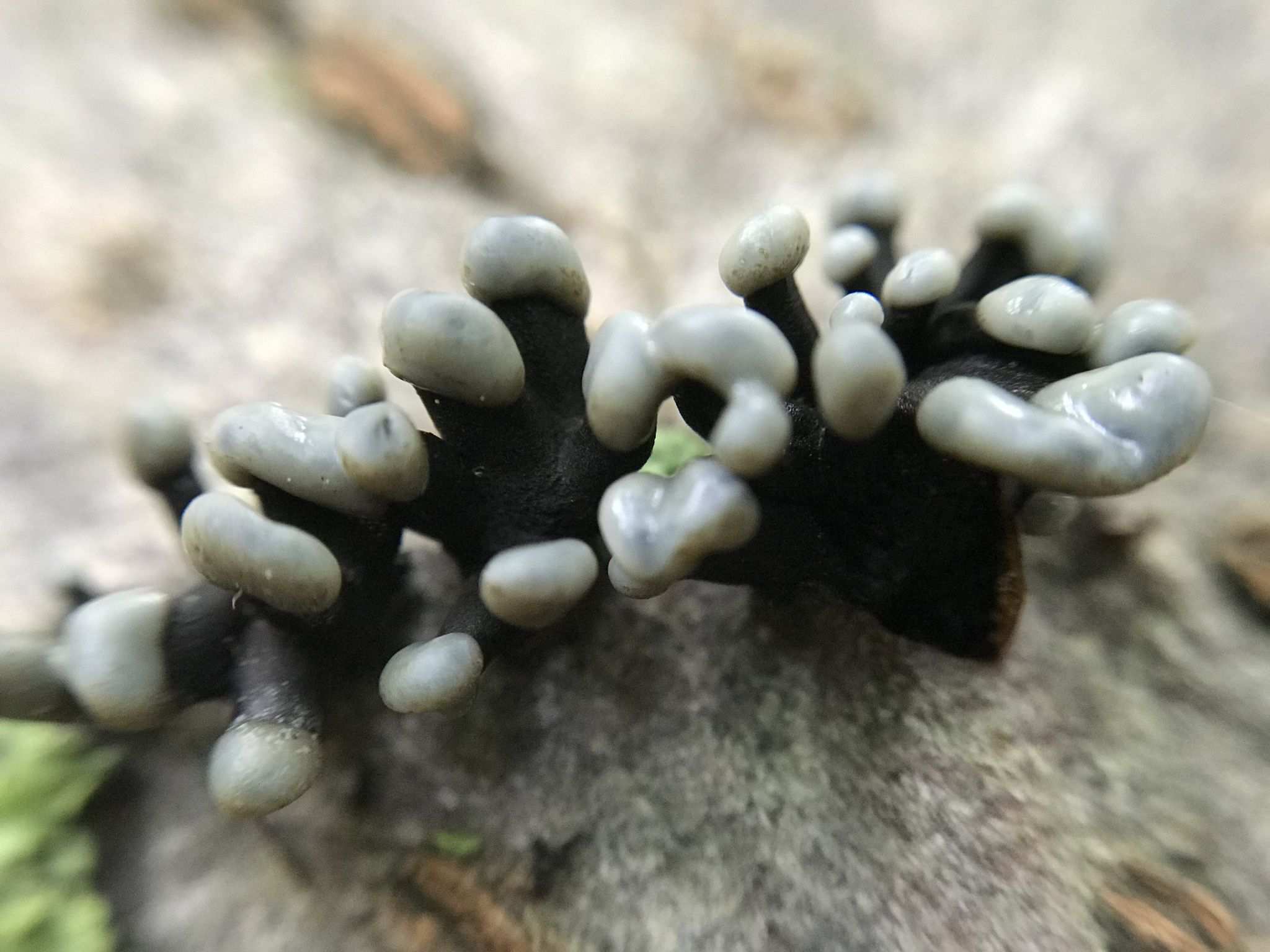 Ophiobolus