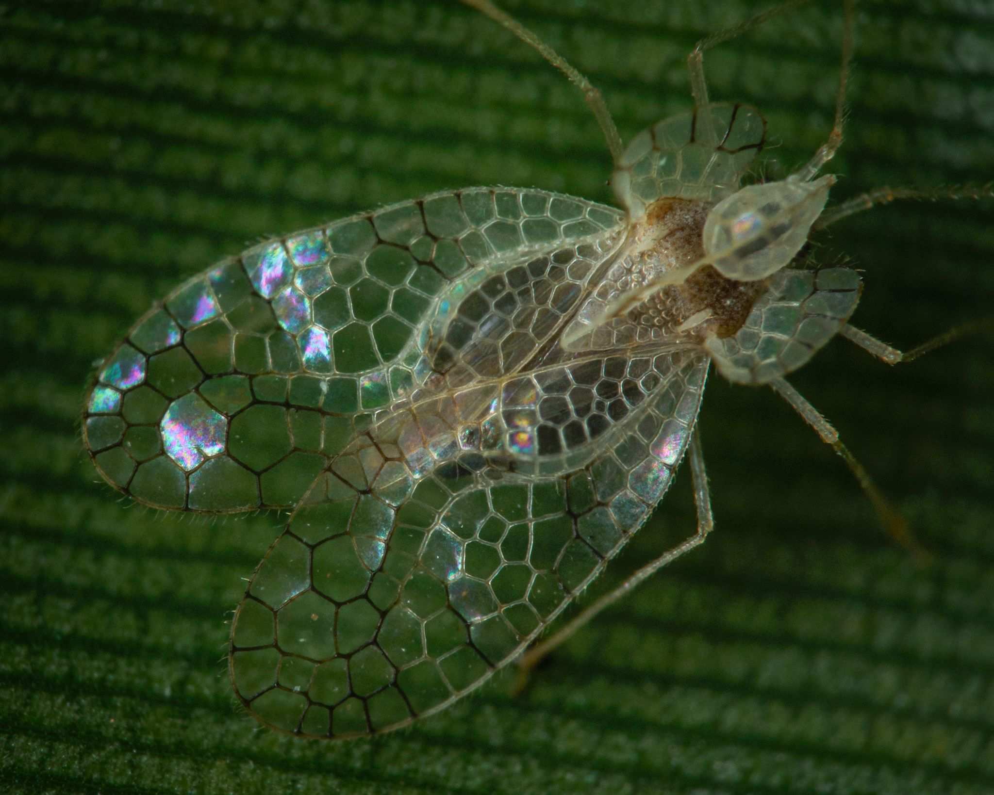 Stephanitis typica