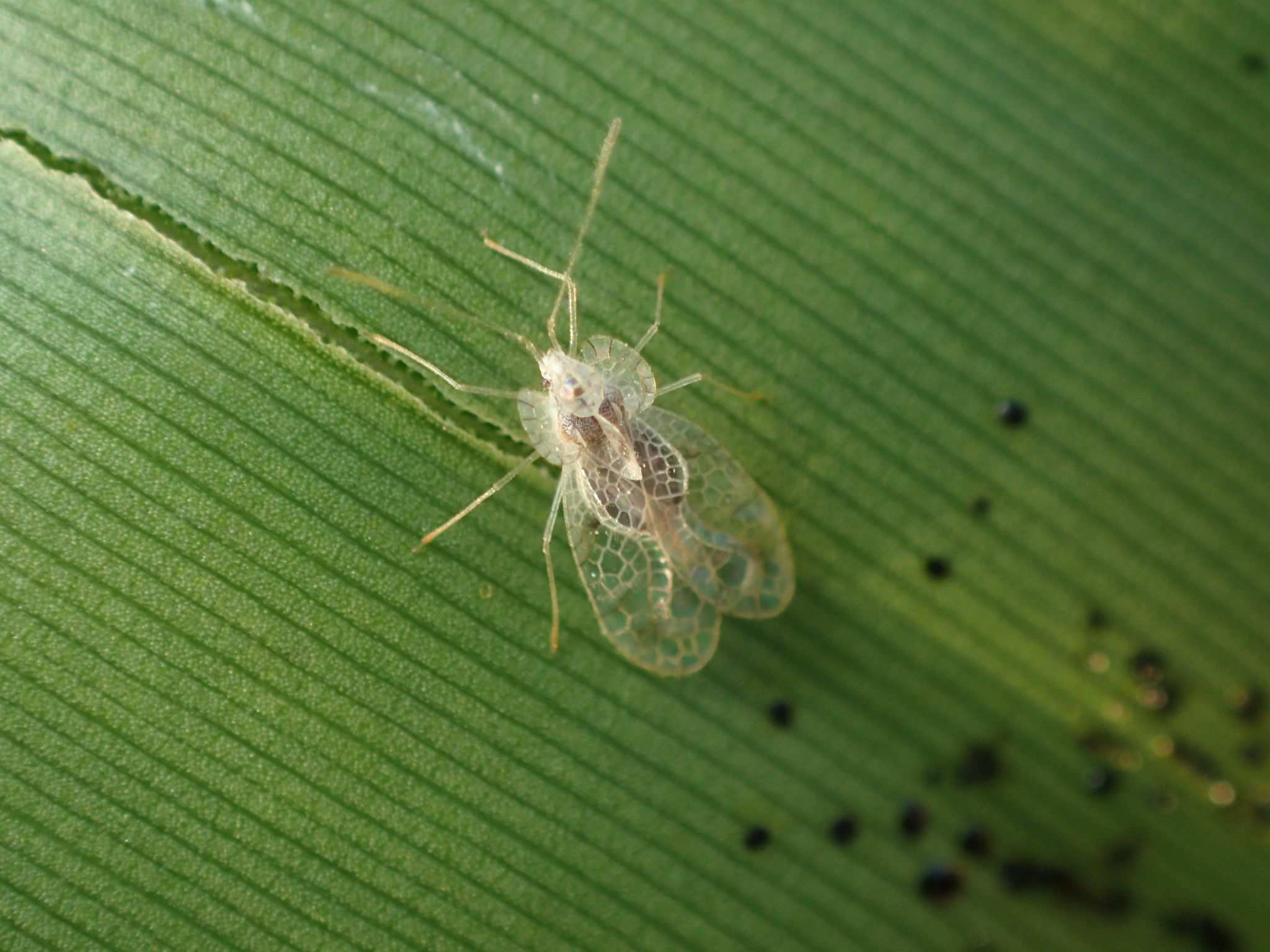 Stephanitis typica