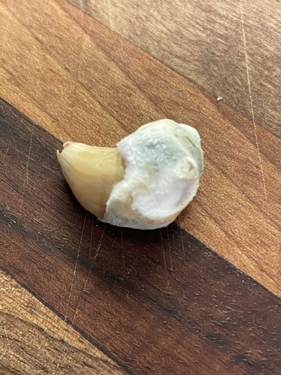 Stromatinia cepivora