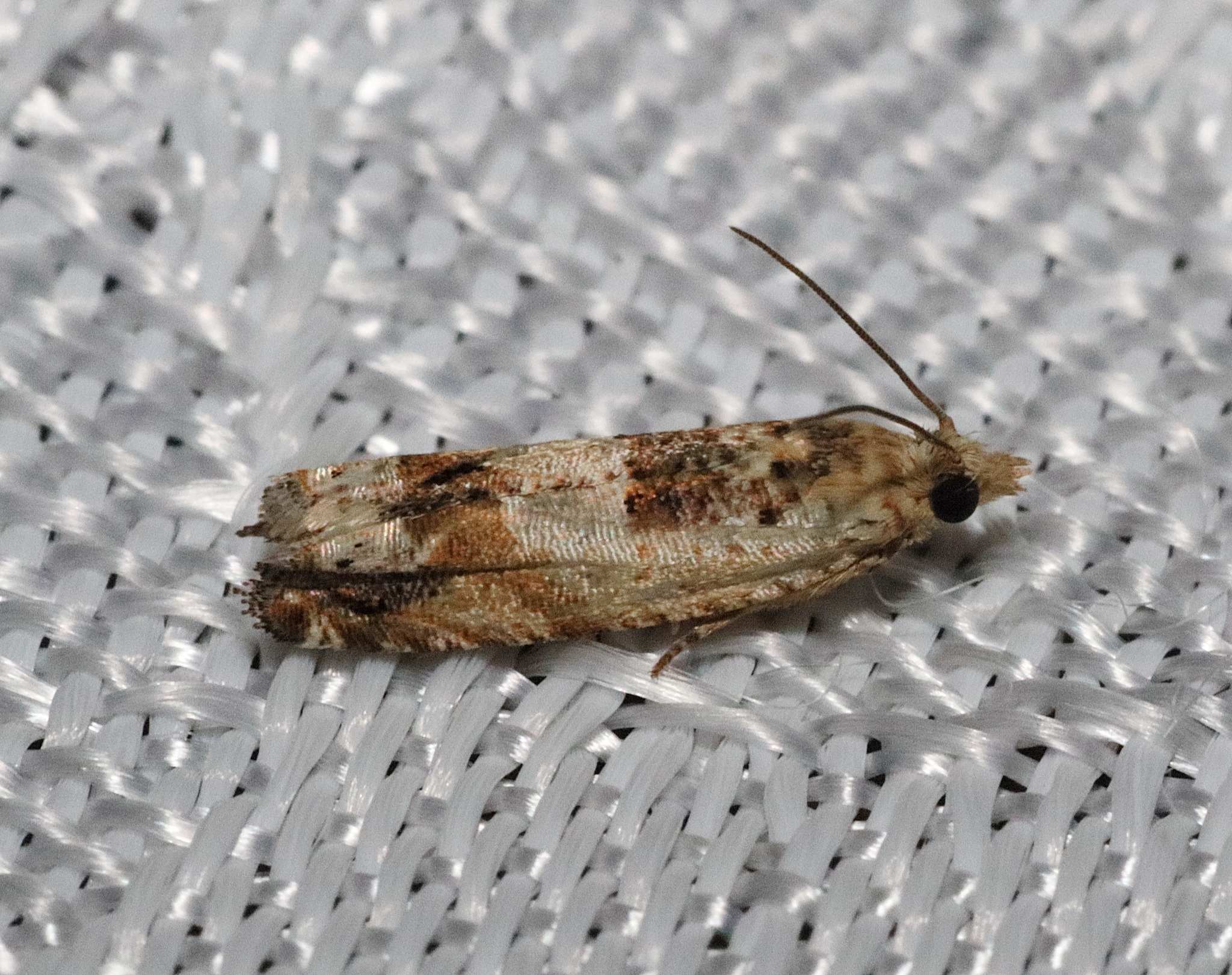Crocidosema plebejana