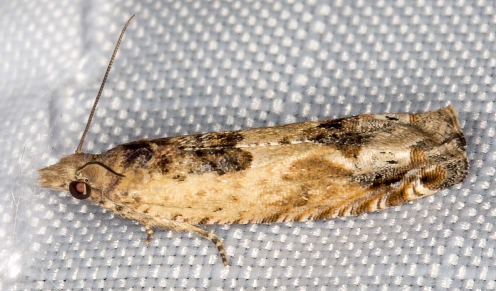 Crocidosema plebejana