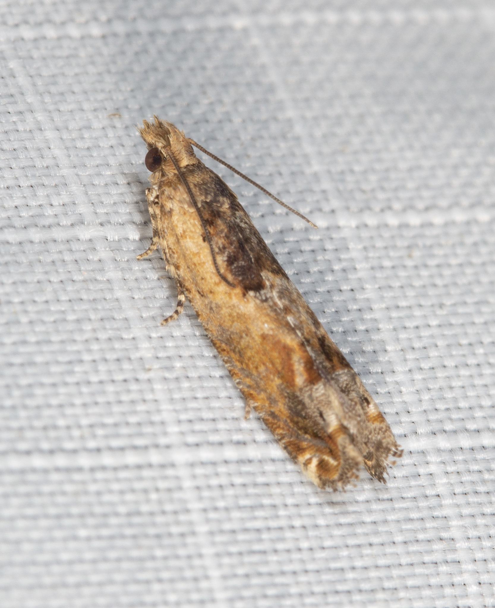 Crocidosema plebejana