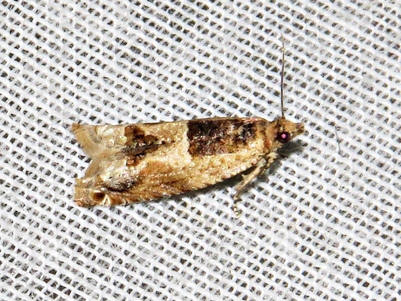 Crocidosema plebejana