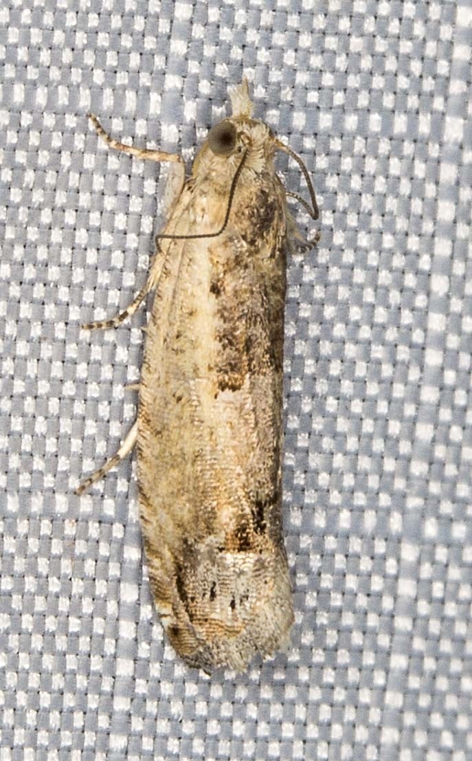 Crocidosema plebejana