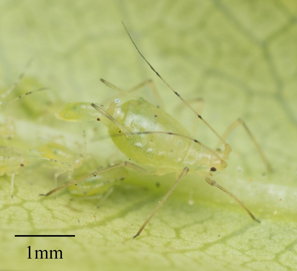 Wahlgreniella nervata