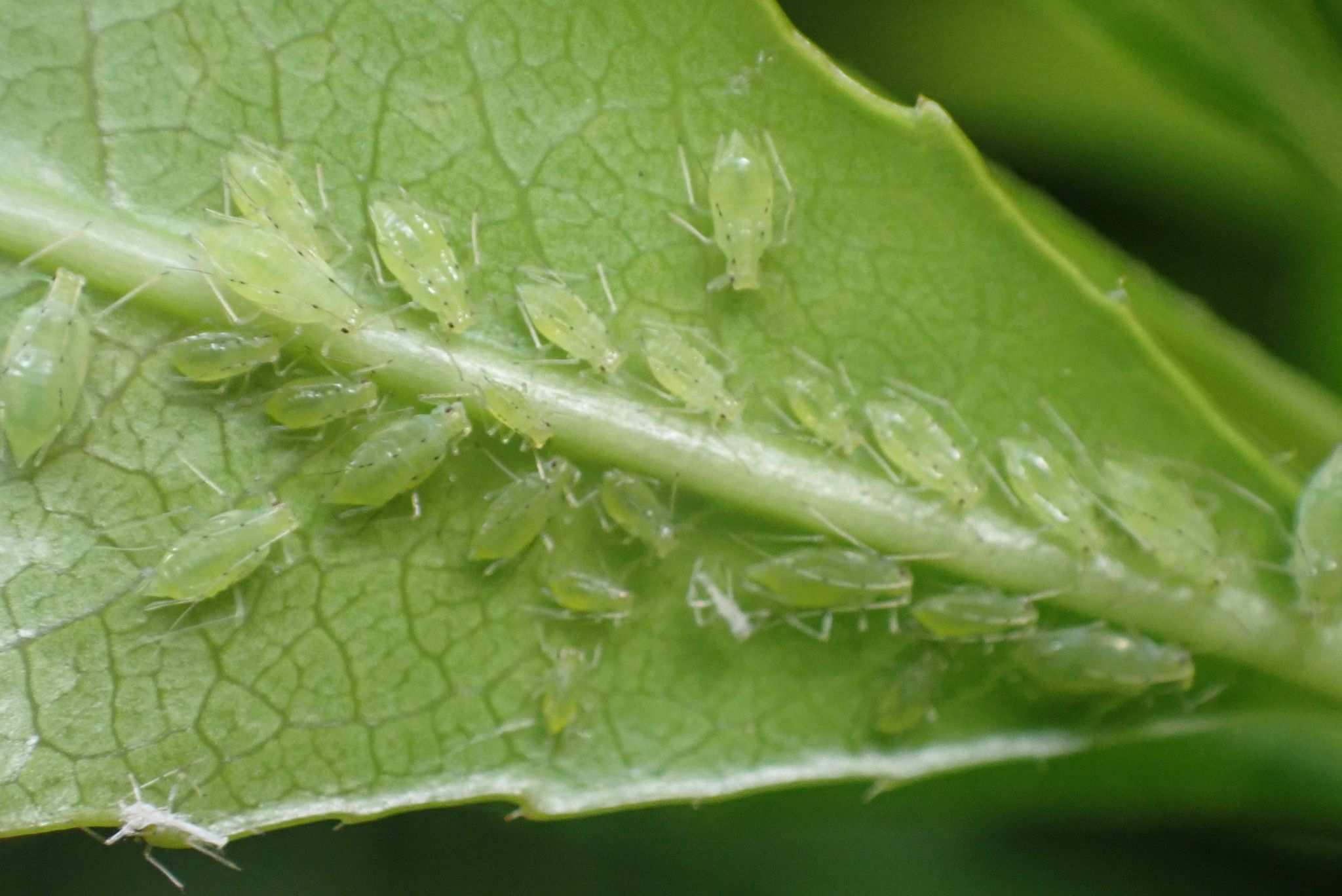 Wahlgreniella nervata
