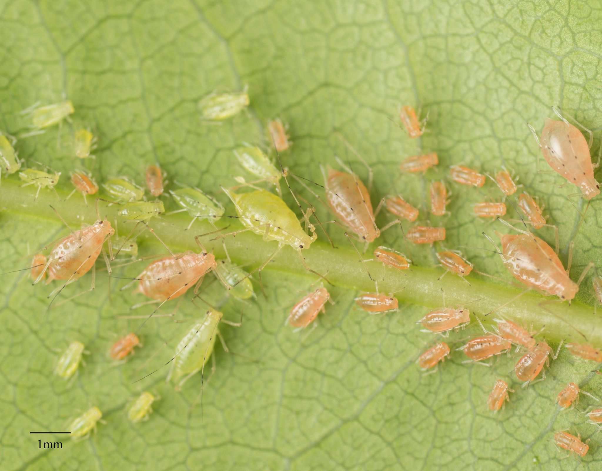 Wahlgreniella nervata